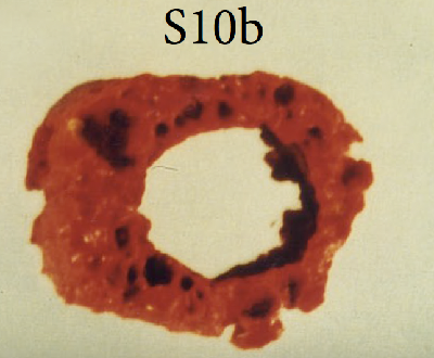 2_S-10b.png
