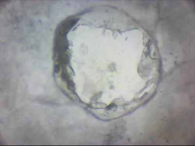 bgIIIfgfolott_q1mm0028.jpg