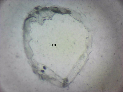 tdIIIa2_q1mm0014_v.jpg
