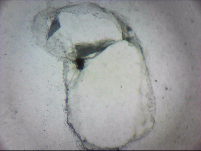 tdIIIa2_q1mm0024.jpg