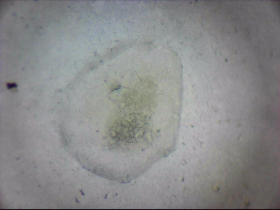 tdIIIa2_q1mm0018.jpg