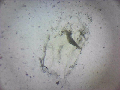 tdIIIa2_q1mm0030.jpg