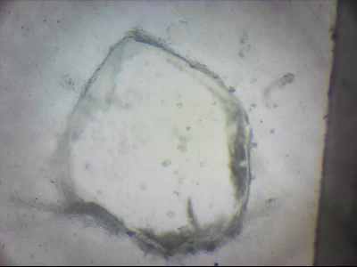 bgIIIfgfolott_q1mm0030.jpg