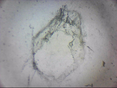 tdIIIa2_q1mm0031.jpg