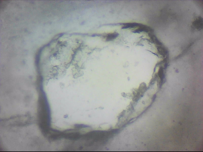 bgIIIfgfolott_q1mm0012.jpg