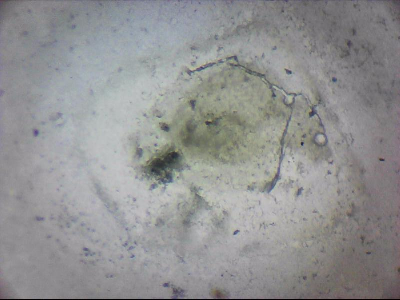tdIIIa2_q1mm0009.jpg