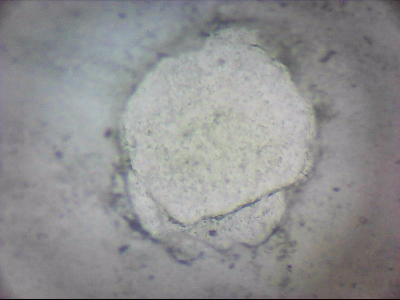 tdIIIa2_q1mm0037.jpg