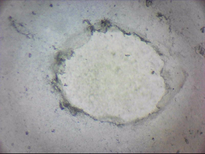 tdIIIa2_q1mm0035.jpg