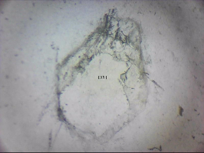tdIIIa2_q1mm0031_v.jpg