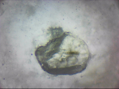 bgIIIfgfolott_q1mm0015.jpg
