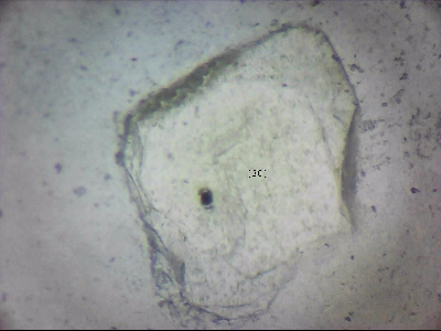 tdIIIa2_q1mm0038_v.jpg