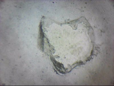 tdIIIa2_q1mm0005_v.jpg