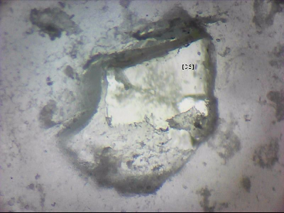 bgIIIfgfolott_q05mm0036_v.jpg