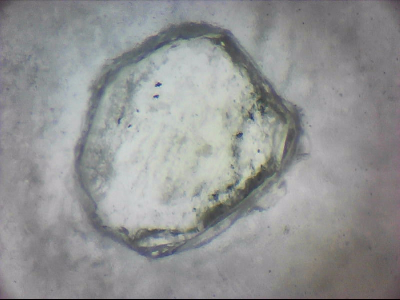bgIIIfgfolott_q1mm0014.jpg