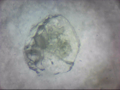 bgIIIfgfolott_q1mm0018.jpg
