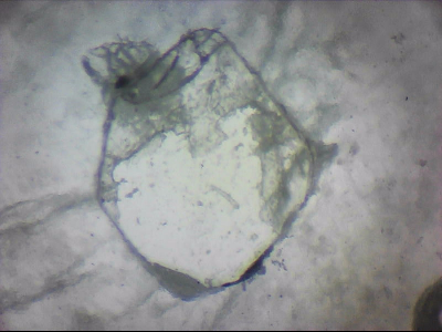 bgIIIfgfolott_q1mm0027.jpg