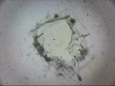 tdIIIa2_q1mm0040_v.jpg