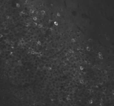 G0164-R0-T0-S1-F0_first-pc.gif