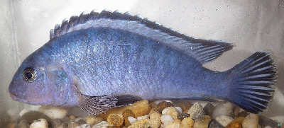 Kék malawisügér.jpg