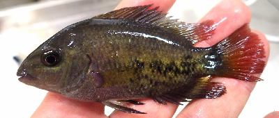 Tűzfejű tarkasügér hibrid.jpg