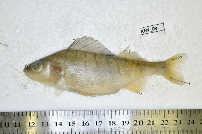 Ken_09.JPG