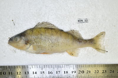Ken_12.JPG