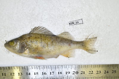 Ken_16.JPG