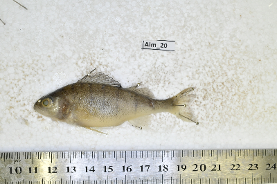 Alm_20.JPG