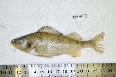 Ken_08.JPG