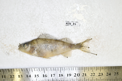 Ken_24.JPG