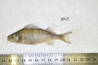 Ken_17.JPG