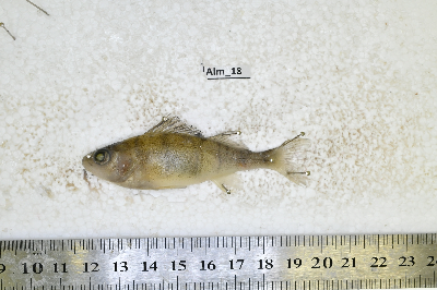 Alm_18.JPG