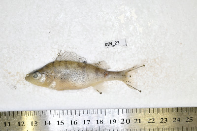 Ken_23.JPG