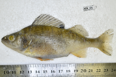 Ken_05.JPG