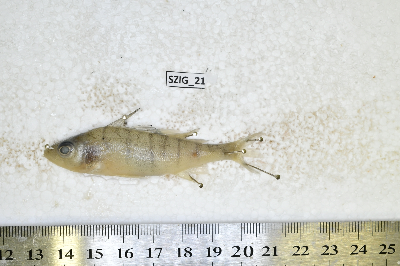 Szig_21.JPG