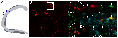 summary of SuM axon2.tif