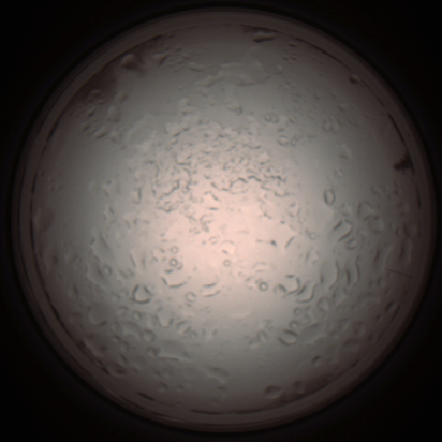 capture_202112061002_1565.Png