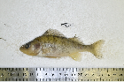 Socio-ecological implications of black spot disease in European perch: linking parasite dynamics and angler behaviour in a large shallow lake
